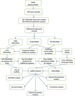 Integrated analysis to reveal potential therapeutic targets and prognostic biomarkers of skin cutaneous melanoma